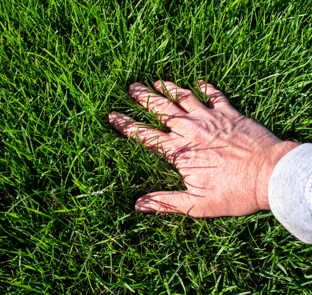 Beautiful Property Lawn Care Services Philomath, Corvallis, Albany, Lebanon, Salem, Eugene, Springfield, Oregon