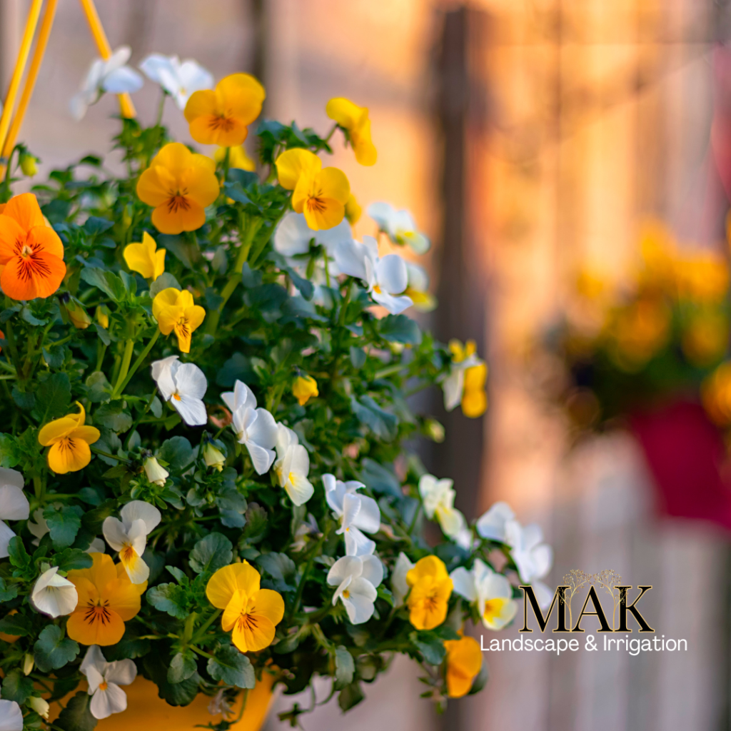 MAK Landscape and Irrigations' Hanging Flower Baskets for Home or Businesses, Installation and Maintenance Services, Corvallis, Albany, Philomath, Lebanon Oregon