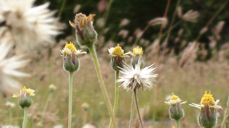 MAK Landscape and Irrigations's Weed and Feed Lawn Care Services, Corvallis, Albany, Philomath, Lebanon Oregon (3)