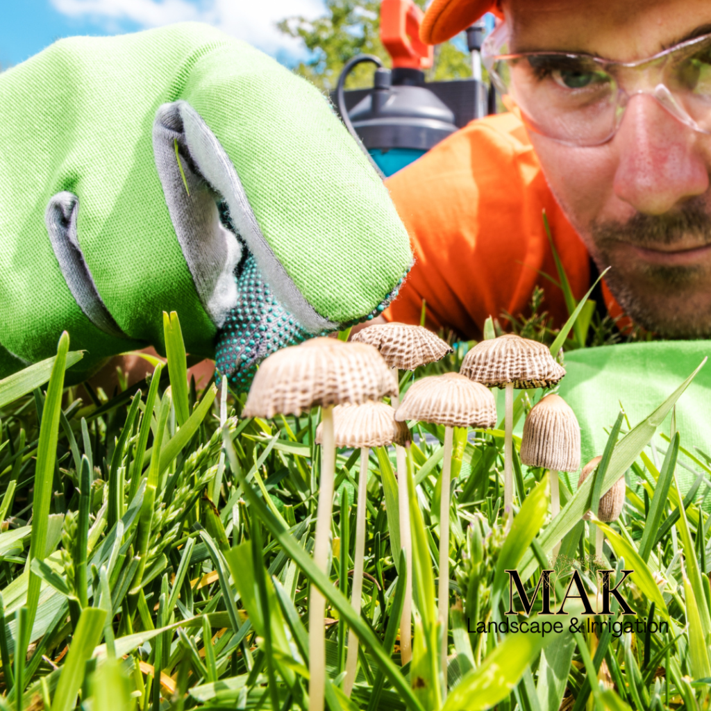 MAK Lawn Care Fungus Disease Treatment Services, Corvallis, Albany, Philomath, Lebanon Oregon