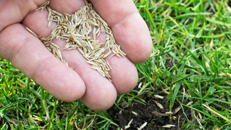 MAK Lawn Care Over seeding Services, Corvallis, Albany, Philomath, Lebanon Oregon