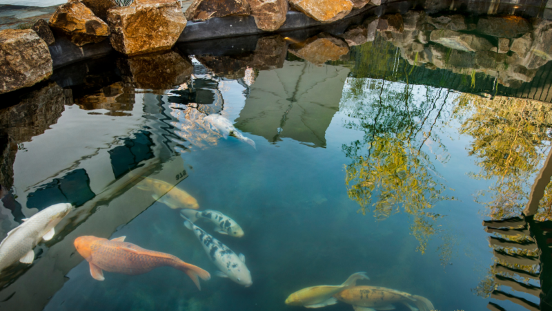 Pond Contractor Paver Pond Construction Services Corvallis, Albany, Philomath, Lebanon Oregon