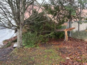 Commercial Property Storm Damage Tree and Leaf Clean Up in Albany Oregon 5